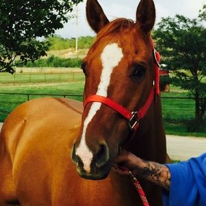 Meet your Posher, Debbie